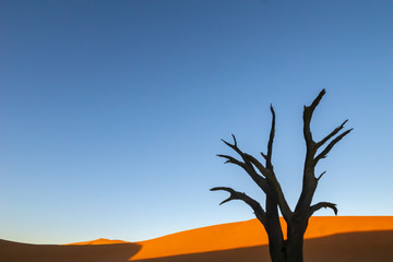 Fototapeta na wymiar Sossusvlei dunes at Dead Vlei