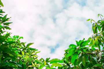 Leaf green ove blue sky and cloud.Copy space.