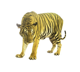Tiger isolated