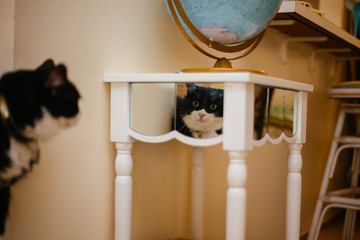 Cat staring at its own reflection