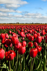 Red Tulips grow in in bright profusion on a rural farm in West Friesland, Netherlands.