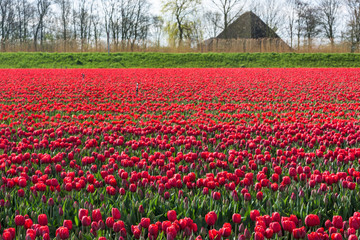 Red Tulips grow in in bright profusion on a rural farm in West Friesland, Netherlands.