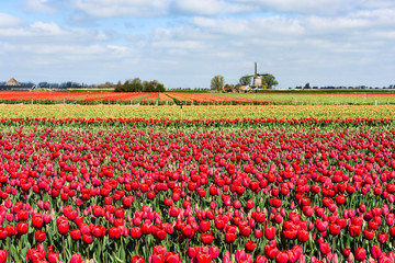 Rows of Tulips grow into the horizon on a farm in West Friesland, Netherlands.