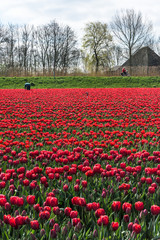 Farmer works in his tulip field in West Friesland, Netherlands.
