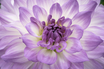 Pink and White Dahlia in a Garden