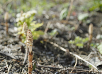 つくし　春　素材