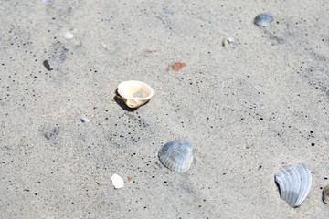 Fototapeta na wymiar Sea Shells on Beach