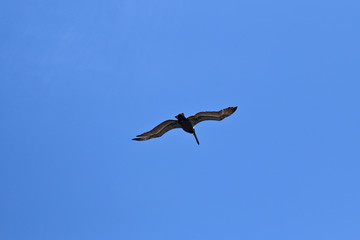 The Pelican