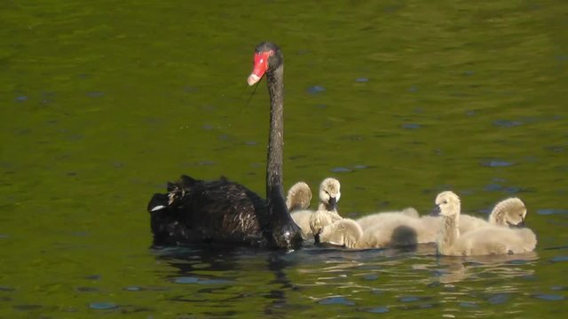 A Black Swan (Cygnus atratus), one of Australia's best-known birds, feeding its cygnets in Western Australia.