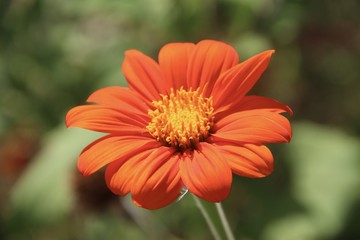 Mexican sunflower