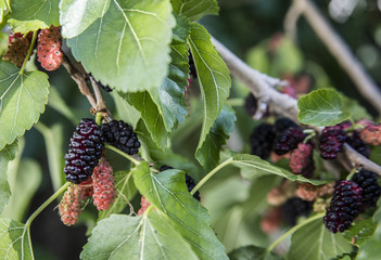 Mulberry