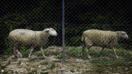Caged sheep