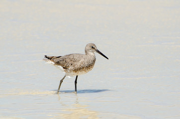 Western Willet