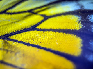 macro butterfly wings