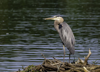 Great Blue Heron