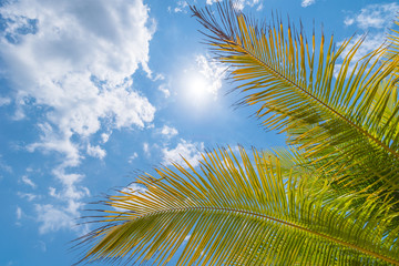 Beautiful tropical natural background with palms leaves and sun in the blue sky. Travel concept