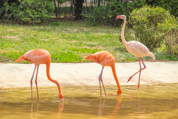 Pink flamingos at Seoul South Korea
