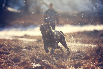 Labrador Retriever dog chasing ball with man in background