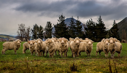 Merino sheep with horns in a field in Canterbury, New Zealand © Sheryl