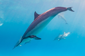 Dolphins diving from surface