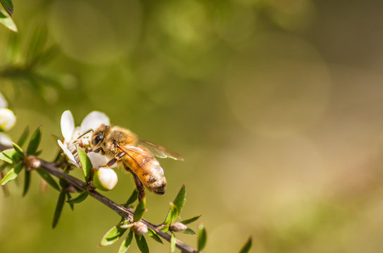 Honey bee on manuka flower from which manuka honey with medicinal benefits are made with space on the right