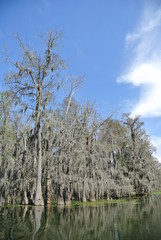 Obraz premium Swamp trees