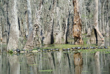 Swamp Turtles