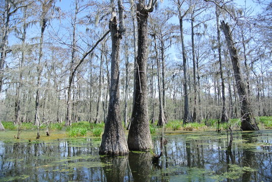 Swamp trees