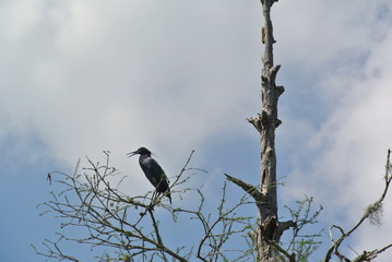Birds on branches