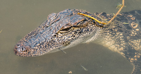 A young Louisiana alligator with brown, black and yellow skin afloat at the edge of a freshwater pond