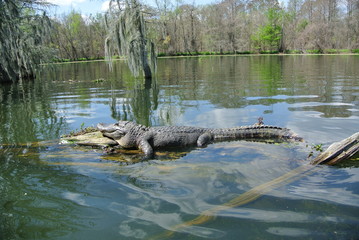 Aligator