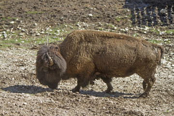 Bisons im Trentino