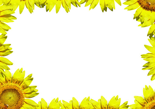 a bright yellow sunflower border