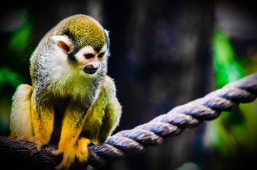 Obraz premium Squirrel monkey 2