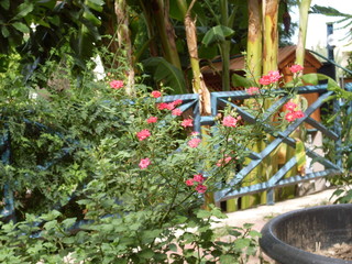 beauty in Nature, botany, close-up, day, flower, Flower Pot, Flowering plant, focus on foreground, fragility, Freshness, Green color, Growth, leaf, Nature, no people, outdoors, petal, Plant, Plant par