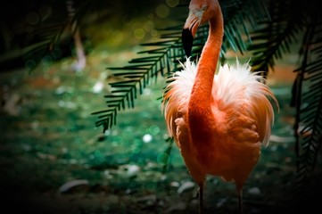 Flamingo and palm