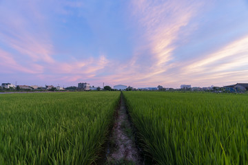 Fototapeta na wymiar Sunset beautiful sky and clouds with a green rice field