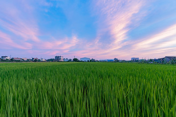 Fototapeta na wymiar Sunset beautiful sky and clouds with a green rice field