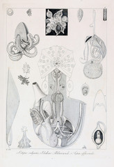 Illustration of animal