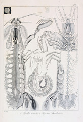 Illustration of animal