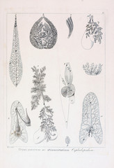 Illustration of animal