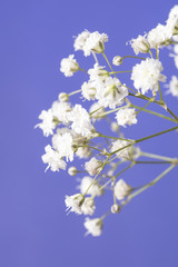 Baby's Breath Bouquet and Blue Sky Background