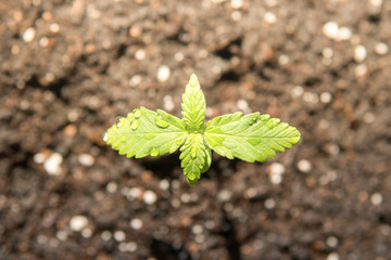 beautiful small plant of cannabis seedlings at the stage of vegetation planted in the ground in the...