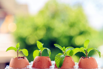 Peppermint plant in egg shell with nature background.