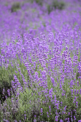 Obraz na płótnie Canvas Sunset over a violet lavender field 