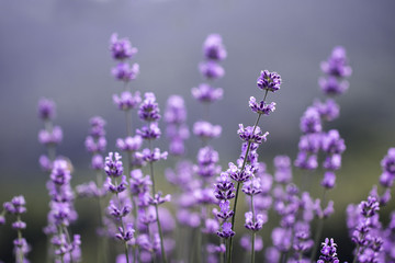 Sunset over a violet lavender field 