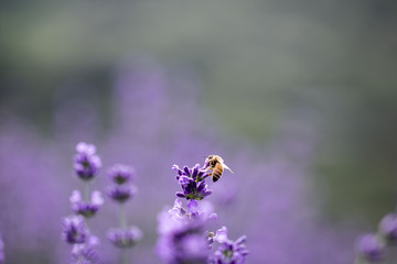 Sunset over a violet lavender field 
