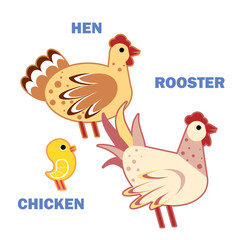 Domestic birds rooster, hen and chicken on white