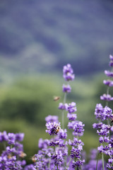 Sunset over a violet lavender field 
