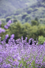 Obraz premium Sunset over a violet lavender field 